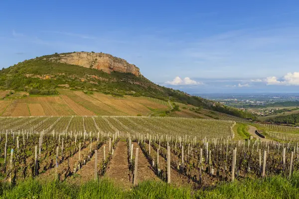 ヴェルジソンの岩とブドウ畑 ブルゴーニュ フランス — ストック写真