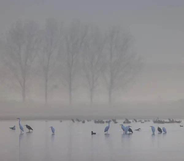 Stado Ptaków Żuraw Pospolity Migracja Parku Narodowym Hortobagy Lista Światowego — Zdjęcie stockowe