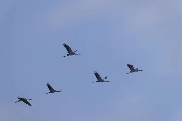 Troupeau Oiseaux Grue Commune Migration Dans Parc National Hortobagy Site — Photo
