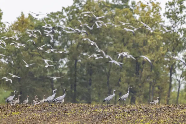 Troupeau Oiseaux Grue Commune Migration Dans Parc National Hortobagy Site — Photo