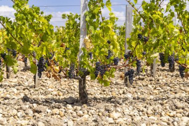 Saint-Julien-Beychevelle yakınlarındaki üzüm bağları, Bordeaux, Aquitaine, Fransa