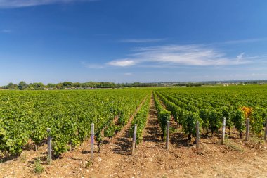 Aloxe-Corton yakınlarındaki tipik üzüm bağları, Cote de Nuits, Burgundy, Fransa