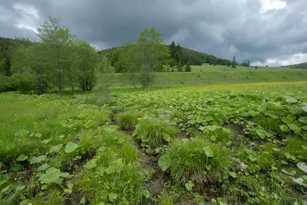 Spring Hron Horehronie Low Tatras Slovakia — Stock Photo, Image