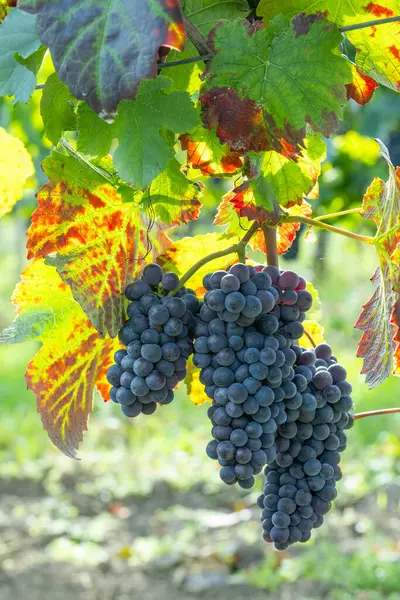 Uvas Azules Pinot Noir Viñedo Otoño Sur Moravia República Checa —  Fotos de Stock