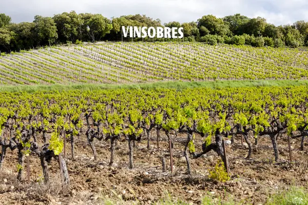 Vineyards Vinsobres Provence France — Stock Photo, Image
