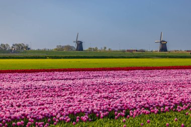 Field of tulips with Ondermolen windmill near Alkmaar, The Netherlands