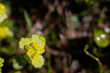 Spring flower in Triglavski national park, Slovenia