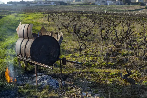Spring Vineyards Givry Burgundy France — Zdjęcie stockowe
