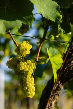 Güney Moravya, Çek Cumhuriyeti, Cejkovice yakınlarında Hibernal ile üzüm bağı