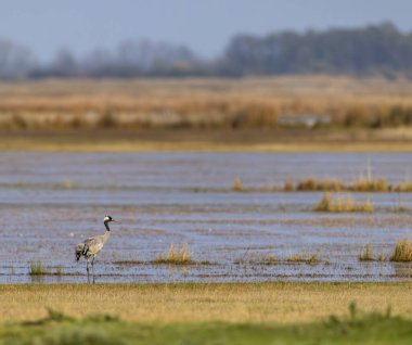 Turna, Hortobagy Ulusal Parkı, UNESCO Dünya Mirası, Puszta Avrupa, Macaristan 'daki en büyük çayır ve bozkır ekosistemlerinden biridir.