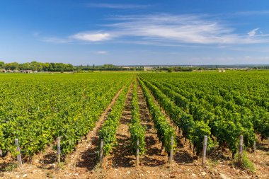 Clos de Vougeot, Cote de Nuits, Burgundy, Fransa yakınlarındaki tipik üzüm bağları