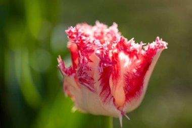 Macro shot of tulip with water drops, Keukenhof flower garden, Lisse, Netherlands