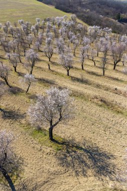 Hustopece, Güney Moravya 'daki Badem Ağacı Bahçesi, Çek Cumhuriyeti