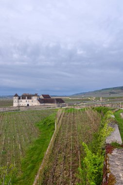 Clos de Vougeot, Cote de Nuits, Burgundy, Fransa yakınlarındaki tipik üzüm bağları