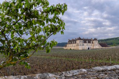 Clos de Vougeot, Cote de Nuits, Burgundy, Fransa yakınlarındaki tipik üzüm bağları