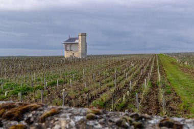 Clos de Vougeot, Cote de Nuits, Burgundy, Fransa yakınlarındaki tipik üzüm bağları