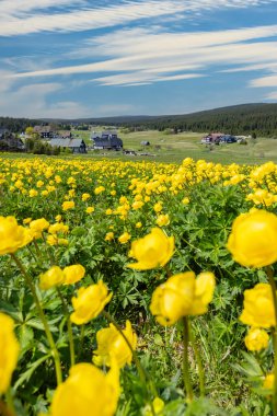 Spring landscape with Jizerka near Korenov, Northern Bohemia, Czech Republic clipart