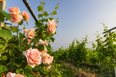 Üzüm bağları, Slovacko, Güney Moravya manzarası