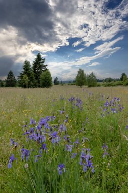 Ulusal doğal anıt Upolinova louka podu Krizky, Batı Bohemya