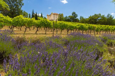 Üzüm bağı olan Aiguines kalesi, Alpes-de-Haute-Provence