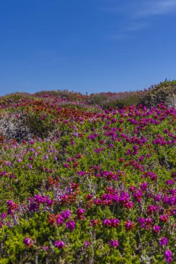 Cap de la Chevre, Crozon, Brittany, Fransa 'daki manzara harika.