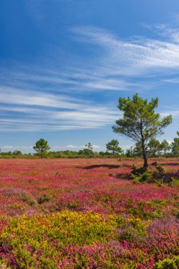 Cap de la Chevre, Crozon, Brittany, Fransa 'daki manzara harika.