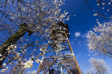 Hustopece, Güney Moravya 'daki Badem Ağacı Bahçesi