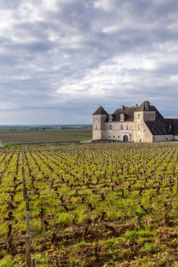 Clos de Vougeot yakınlarındaki tipik üzüm bağları, Cote de Nuits