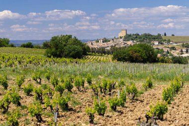 Tipik üzüm bağları, Chateauneuf-du-Pape yakınlarında taşlar.