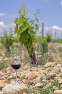 Tipik üzüm bağları, Chateauneuf-du-Pape yakınlarında taşlar.