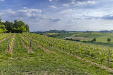 Castello di Razzano ve Alfiano Natta yakınlarındaki tipik üzüm bağları, Barolo şarap bölgesi, Cuneo ili.