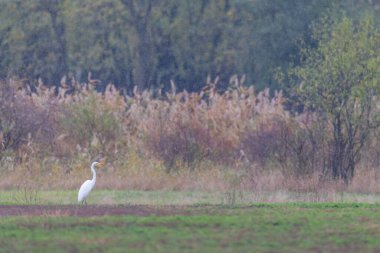Beyaz balıkçıl, (Ardea alba, Egretta alba), Hortobagy Ulusal Parkı, UNESCO Dünya Mirası Bölgesi