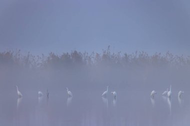 Gri ve beyaz balıkçıl (Ardea cinerea, Ardea alba, Egretta alba), Hortobagy Ulusal Parkı, UNESCO Dünya Mirası Bölgesi