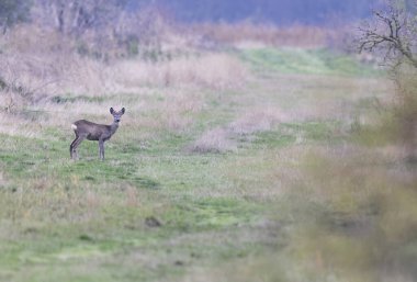 Hortobagy Ulusal Parkı, UNESCO Dünya Mirası Bölgesi 'nde genç bir yumurta geyiği bulundu.