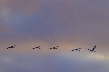 Hortobagy Ulusal Parkı, UNESCO Dünya Mirası Bölgesi 'ne göç eden kuş sürüsü.