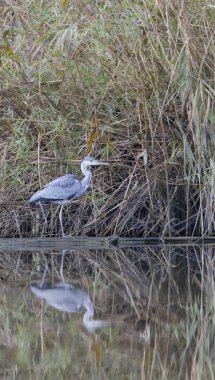 Gri balıkçıl (Ardea cinerea), Gemenc, Szekszard ve Baja arasında eşsiz bir orman, Dunaj-Drava Ulusal Parkı, Macaristan