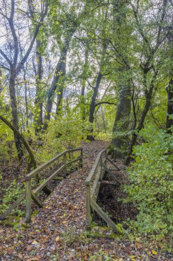 Gemenc, Szekszard ve Baja arasında eşsiz bir orman, Dunaj-Drava Ulusal Parkı, Macaristan