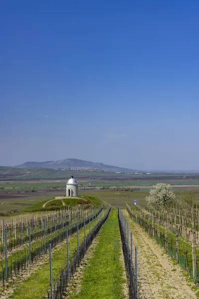 Vineyard Nära Velke Bilovice Södra Mähren — Stockfoto