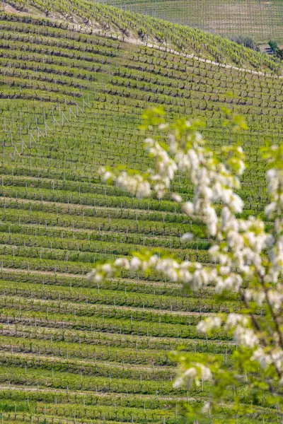 Typical Vineyard Barolo Barolo Wine Region Province Cuneo — Stock Photo, Image