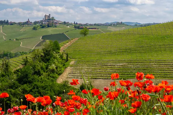 Typisk Vingård Nära Castiglione Falletto Barolo Vinregion Provinsen Cuneo — Stockfoto
