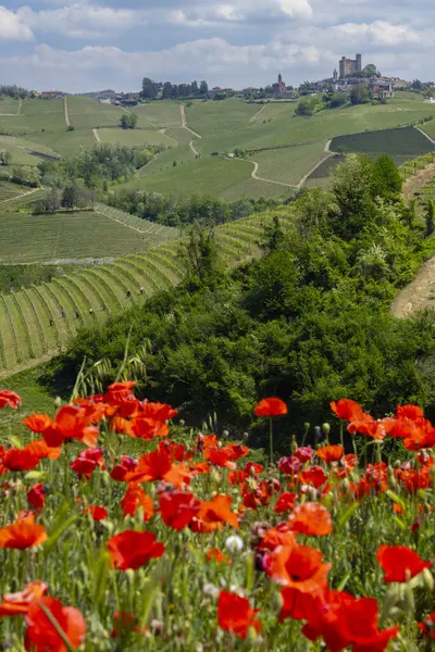 Typische Wijngaard Buurt Van Castiglione Falletto Wijngebied Barolo Provincie Cuneo — Stockfoto