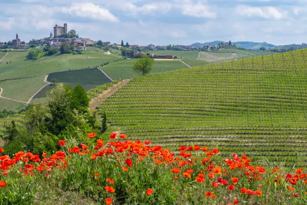 Typical Vineyard Castiglione Falletto Barolo Wine Region Province Cuneo — Stock Photo, Image