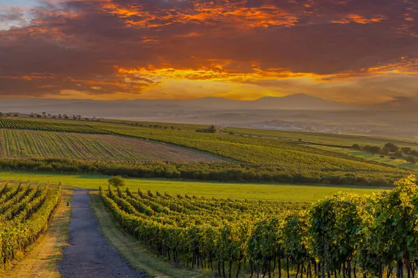 Palava, Güney Moravya, Çek Cumhuriyeti altındaki üzüm bağlarının manzarası