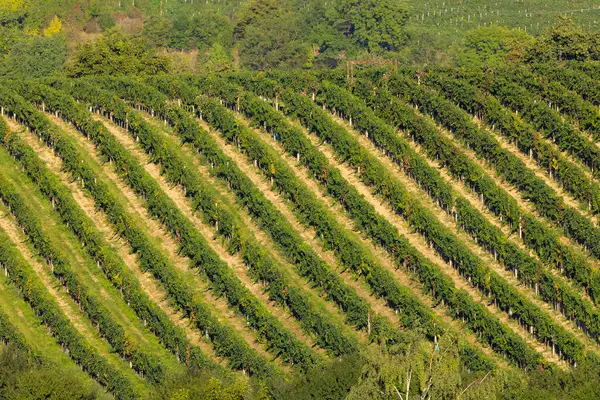 Вид Виноградники Під Палавою Південна Моравія Чехія — стокове фото