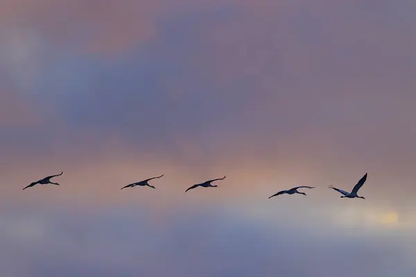 Hejno Ptáků Jeřáb Obecný Migrace Národním Parku Hortobagy Unesco — Stock fotografie