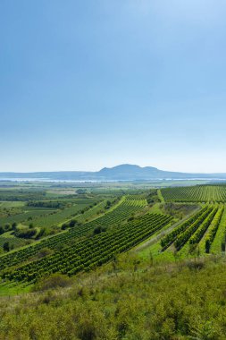 Palava altındaki üzüm bağları, Güney Moravya, Çek Cumhuriyeti