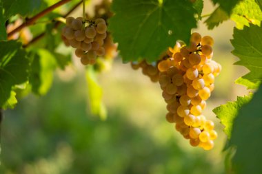 Güney Moravya, Çek Cumhuriyeti, Cejkovice yakınlarında Hibernal ile üzüm bağı