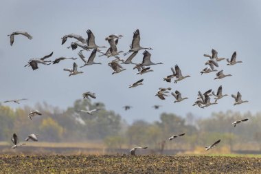 Kuş sürüsü, Common Crane, Hortobagy Ulusal Parkı, UNESCO Dünya Mirası Alanı, Puszta Avrupa, Macaristan 'daki en büyük çayır ve bozkır ekosistemlerinden biridir.