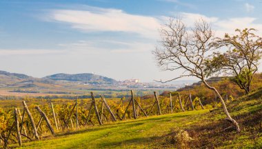 Palava bölgesinde üzüm bağları ve Mikulov, Güney Moravya, Çek Cumhuriyeti
