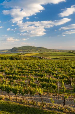 Palava 'nın altındaki bahar üzüm bağları Sonberk yakınlarında, Güney Moravya, Çek Cumhuriyeti